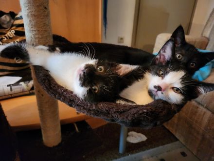 Wunderschöne Katzenbabies suchen ein liebevolles Zuhause