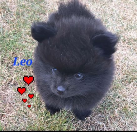 Pomeranian Kleinspitz