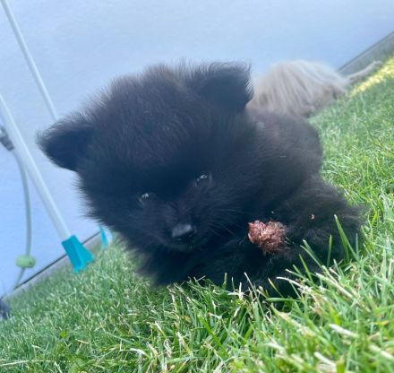 Pomeranian Kleinspitz