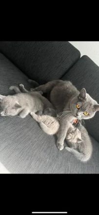 BKH Kätzchen (abgabebereit)