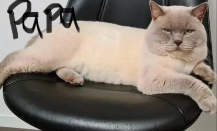 BKH Kätzchen (abgabebereit)