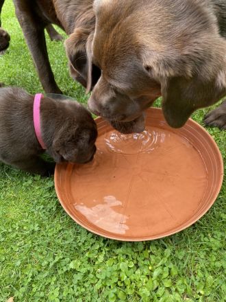 Labrador Hündin wartet auf ihre Familie (Papire)