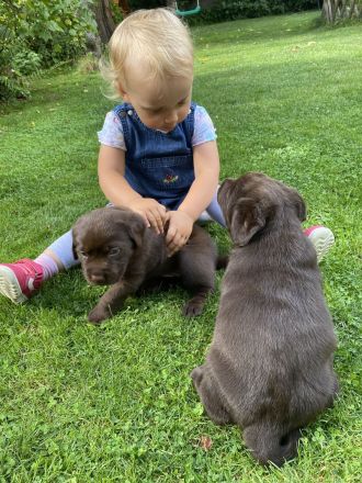 Labrador Hündin wartet auf ihre Familie (Papire)