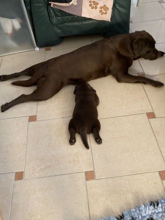 Labrador Hündin wartet auf ihre Familie (Papire)