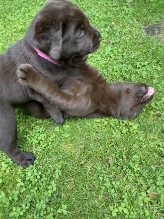 Labrador Hündin wartet auf ihre Familie (Papire)