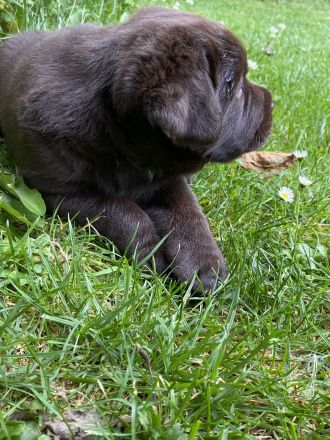 Labrador Hündin wartet auf ihre Familie (Papire)