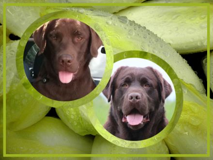 Labrador Hündin wartet auf ihre Familie (Papire)