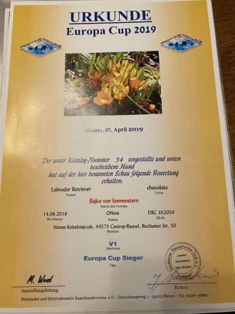 Labrador Hündin wartet auf ihre Familie (Papire)