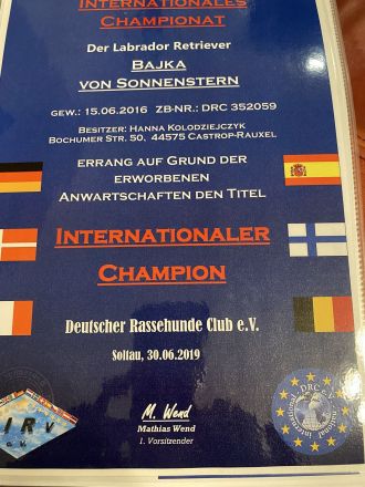 Labrador Hündin wartet auf ihre Familie (Papire)