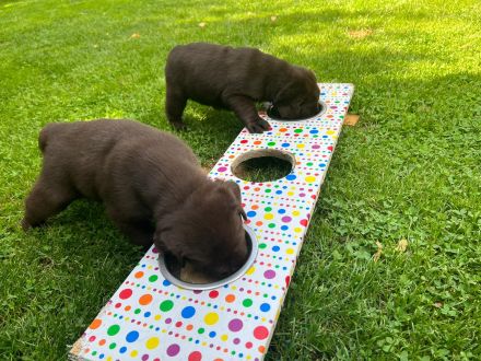 Labrador Hündin wartet auf ihre Familie (Papire)