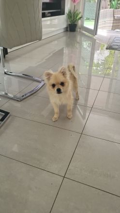 Zwei Zwergspitze zu verkaufen