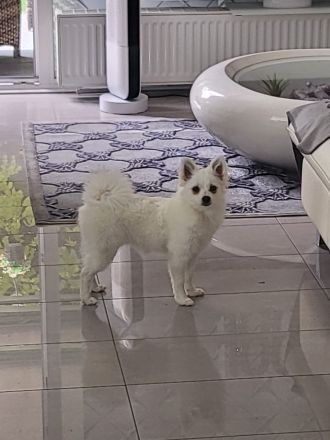 Zwei Zwergspitze zu verkaufen