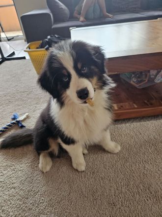 Miniatur Australien Shepherd Rüde