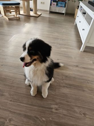 Miniatur Australien Shepherd Rüde