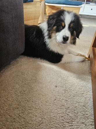 Miniatur Australien Shepherd Rüde