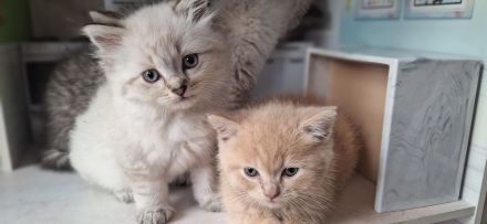 Exklusiv Ragdoll Bengal Kitten