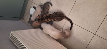 Exklusiv Ragdoll Bengal Kitten