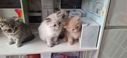 Exklusiv Ragdoll Bengal Kitten