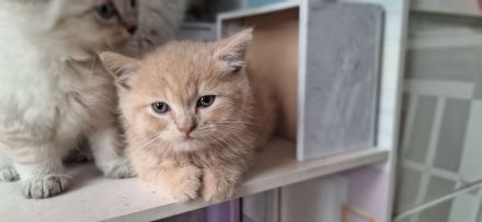 Exklusiv Ragdoll Bengal Kitten