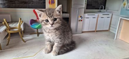 Exklusiv Ragdoll Bengal Kitten