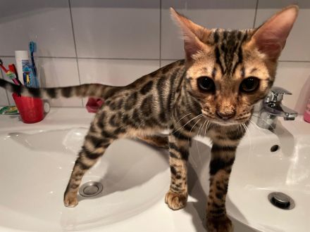 Exklusiv Ragdoll Bengal Kitten