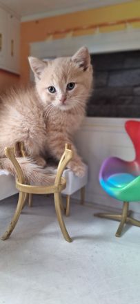 Exklusiv Ragdoll Bengal Kitten