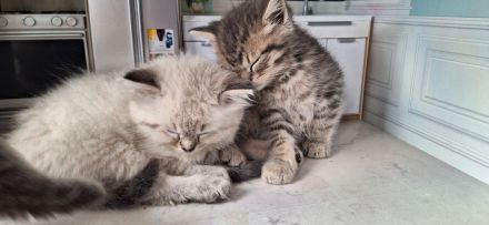 Exklusiv Ragdoll Bengal Kitten