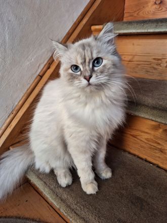 Exklusiv Ragdoll Bengal Kitten