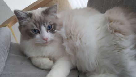 Bildhübscher und sehr lieber Ragdoll Kater sucht neues Zuhause...