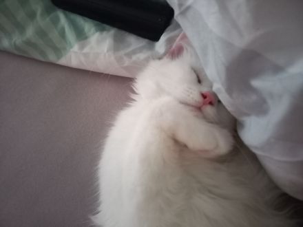 Weißer schmusetiger sucht!