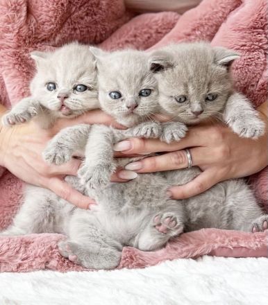 BKH Kitten mit Stammbaum aus seriöser gepflegter Zucht