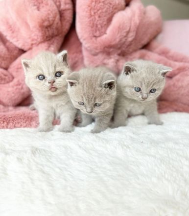 BKH Kitten mit Stammbaum aus seriöser gepflegter Zucht