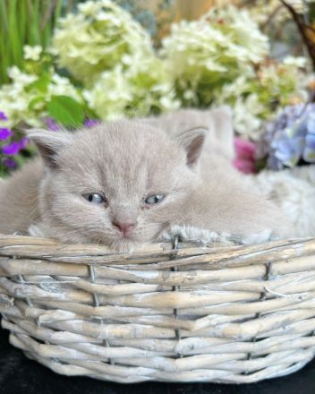 BKH Kitten mit Stammbaum aus seriöser gepflegter Zucht