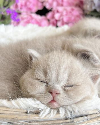 BKH Kitten mit Stammbaum aus seriöser gepflegter Zucht