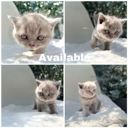 BKH Kitten mit Stammbaum aus seriöser gepflegter Zucht