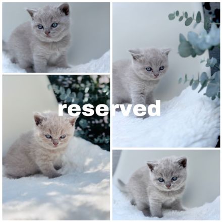 BKH Kitten mit Stammbaum aus seriöser gepflegter Zucht