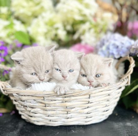 BKH Kitten mit Stammbaum aus seriöser gepflegter Zucht