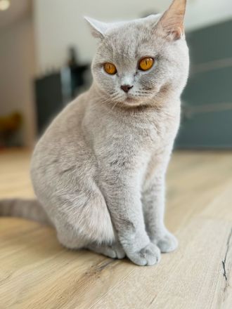 BKH Kitten mit Stammbaum aus seriöser gepflegter Zucht