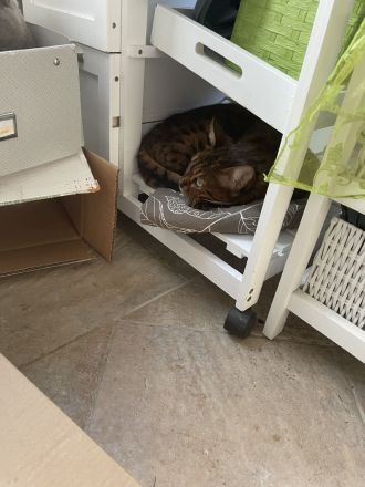 BKH Kater & Bengal Katze