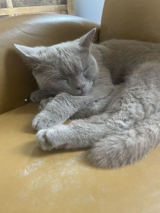 BKH Kater & Bengal Katze