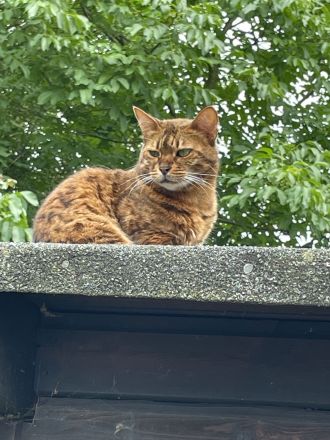 BKH Kater & Bengal Katze