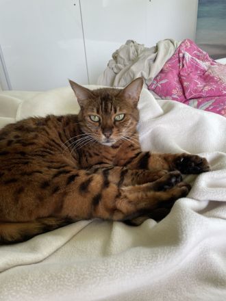 BKH Kater & Bengal Katze