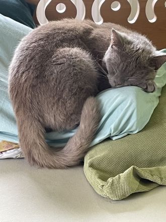 BKH Kater & Bengal Katze