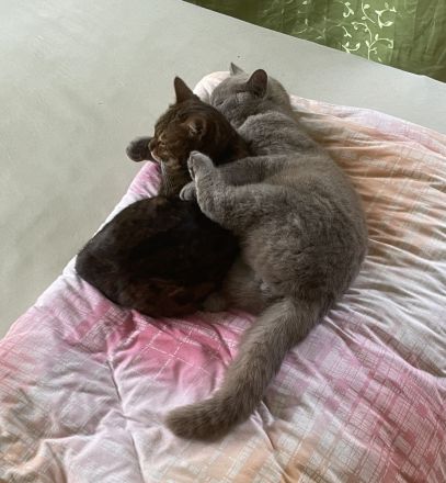 BKH Kater & Bengal Katze