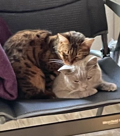 BKH Kater & Bengal Katze