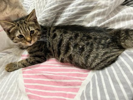 BKH Mix Kitten Kater