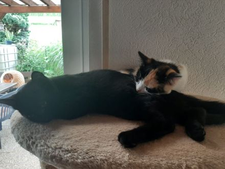 kitten suchen Dosenöffner