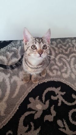 kitten suchen Dosenöffner