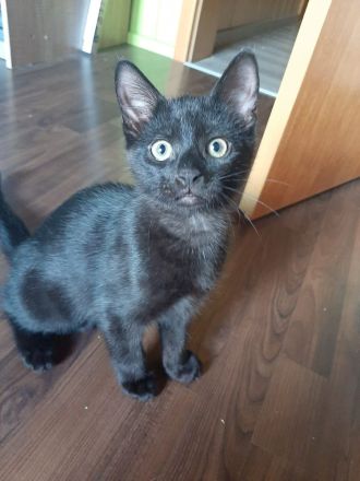 kitten suchen Dosenöffner