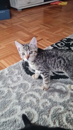 kitten suchen Dosenöffner